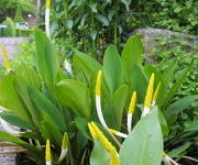 Orontium_aquaticum_-Watertuin_2_2.JPG