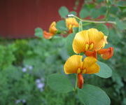 Colutea_media_Copper_Beauty-_Nieuwe_border.JPG