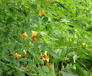 Colutea_media_Copper_Beauty_1.JPG