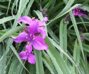 Tradescantia_Concorde_Grape_1.JPG