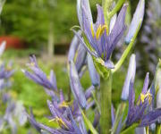 Camassia_leichtlinii_Caerulea_-Nieuwe_border_2.JPG