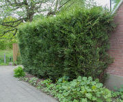 Thuja plicata