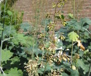 Macleaya_cordata_var_yedoensis_1.JPG