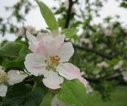Malus_Bramleys_Seedling_-Nieuwe_proeftuin_2.JPG
