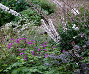 Actaea_simplex_Atropurpurea_en_Geranium_Anne_Thomson.JPG