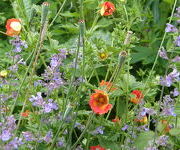 Potentilla_William_Rollinson_en_Nepeta_faasseniiSix_Hills_Giant.JPG