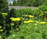 Achillea_filipendula_Parkers_Variety_2.JPG