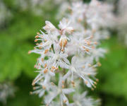 Tiarella_cordifolia_1.jpg
