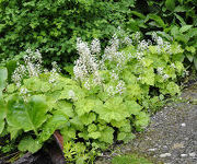 Tiarella_cordifolia_2013-A.jpg