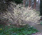 Corylopsis_pauciflora_2.JPG