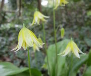 Erythronium_oregonum_White_Beauty-_Tuinmanstuin_1.JPG