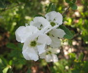 Exochorda macrantha 'The Bride'