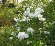Exochorda_x_macrantha_The_Bride_-Tuinmanstuin_1.JPG