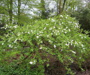 Tuinmanstuin-Exochorda_micrantha_The_Bride_1.JPG