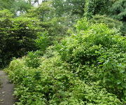 Zenobia_pulverulenta_f_nitida_2.JPG