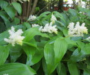 Smilacina_racemosa_-Tuinmanstuin_vak_III_1.JPG