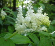 Smilacina_racemosa_-Tuinmanstuin_vak_III_2.JPG