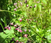 Epimedium_rubrum-_Bank_bij_waterbol_1.JPG