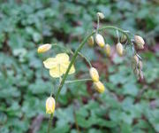 Epimedium_x_perralchicum_Frohnleiten-_Tuinmanstuin.JPG