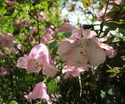 Rhododendron_williamsianum_-Tuinmanstuin_vak_VI.JPG