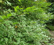Euonymus_planipes_2_vak_8.JPG