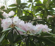 Rhododendron_arboreum-Oude_Proeftuin_4.JPG