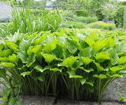 Hosta plantaginea var. grandiflora