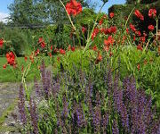 Geum chiloense 'Mrs Bradshaw'