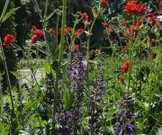 Salvia_nemerosa_Mainachten_Geum_chiloense_Mrs_Bradshaw_1.JPG