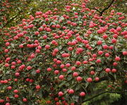 Cornus_kousa_2.JPG