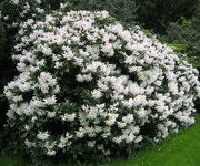 Rhododendron 'Cunningham's White'