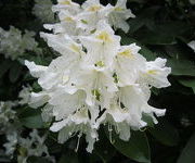 Rhododendron_in_Oude_proeftuin_ws_Cunninghams_White_1.JPG