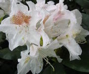 Rhododendron_in_Oude_proeftuin_ws_Cunninghams_White_3.JPG