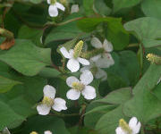 Houttuynia_Cordata2.jpg
