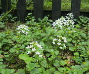 Pachyphragma_macrophyllum-_Moerastuin_2_1.JPG