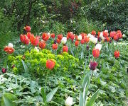 Tulipa 'Ad Rem'