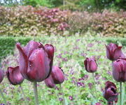 Tulipa 'Continental'