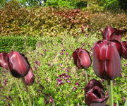 Tulipa_Continental_en_Geranium_phaeum_Samobor-Hoektuin_2.JPG