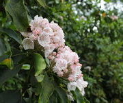 Kalmia_latifolia-Oude_proeftuin-juni_2016_1.JPG