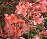 Rhododendron japonicum