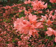 Rhododendron_japonicum_-_Bank_bij_waterbol_2.JPG