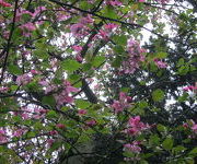 Malus_-_Verwilderingstuin_langs_romantisch_pad.JPG
