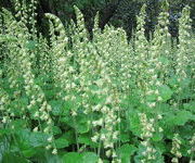 Tellima_grandiflora_-Bank_bij_waterbol_1_1.JPG