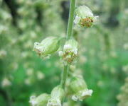 Tellima_grandiflora_-Bank_bij_waterbol_2.JPG