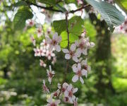 Prunus padus 'Colorata'