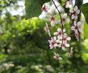 Prunus_padus_Colorata2.JPG
