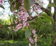 Prunus_padus_Colorata_1.JPG
