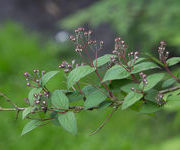Deutzia_hybrida_Mont_Rose_1.jpg