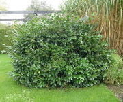 Prunus_laurocerasus_Cherry_Brandy_2.JPG