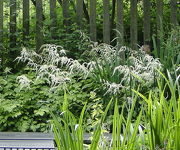 Astilbe_Professor_van_der_Wielen.JPG
